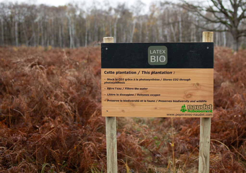 Actions concrètes : visite d'une plantation forestière