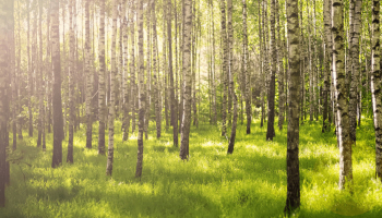 Un árbol plantado en Francia por cada colchón comprado! LatexBio se compromete.