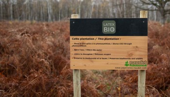 Acções concretas: visita a uma plantação florestal